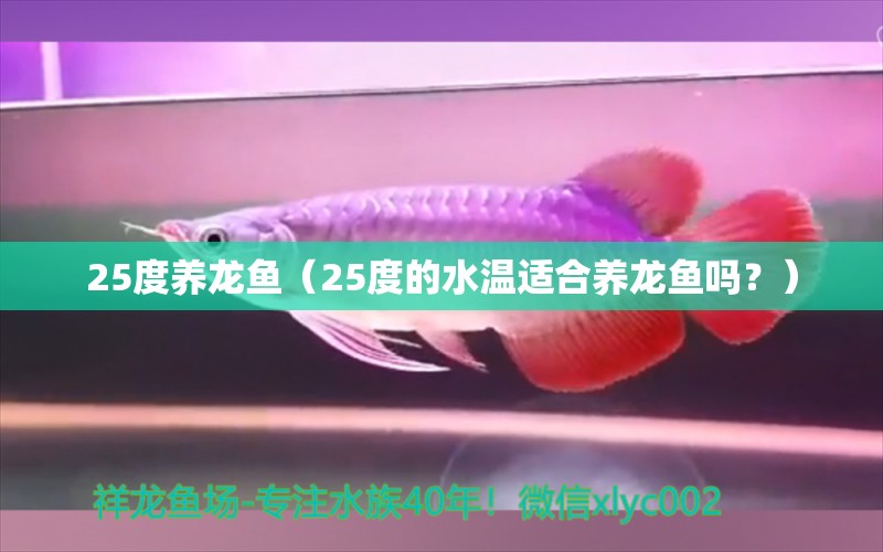 25度养龙鱼（25度的水温适合养龙鱼吗？） 水族问答 第1张