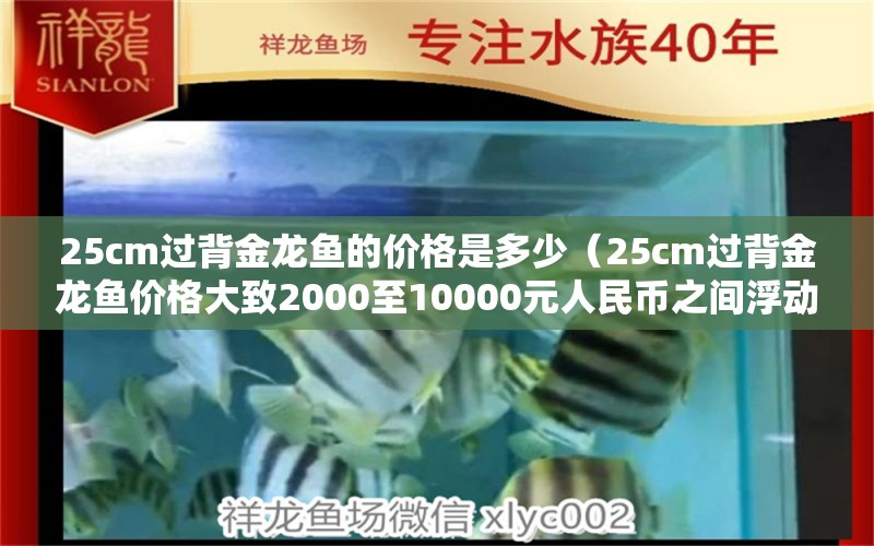 25cm过背金龙鱼的价格是多少（25cm过背金龙鱼价格大致2000至10000元人民币之间浮动） 水族问答 第2张