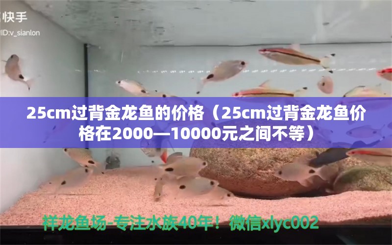 25cm过背金龙鱼的价格（25cm过背金龙鱼价格在2000—10000元之间不等） 水族问答 第2张