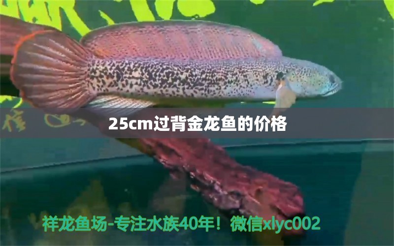 25cm过背金龙鱼的价格