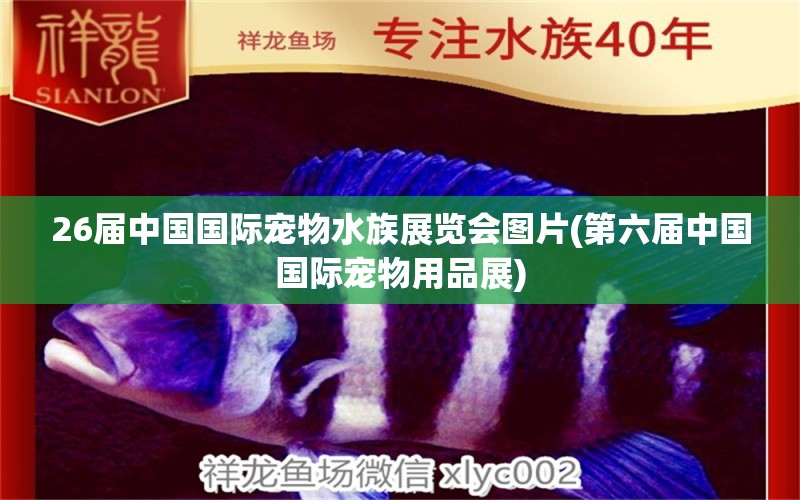 26届中国国际宠物水族展览会图片(第六届中国国际宠物用品展)