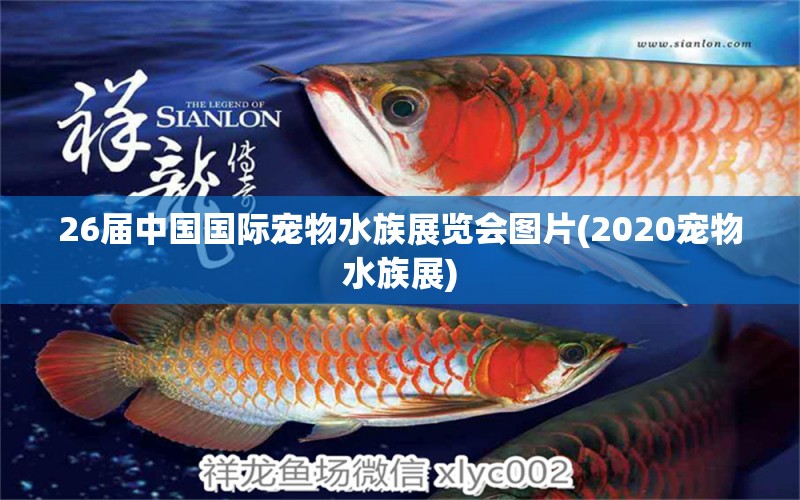 26届中国国际宠物水族展览会图片(2020宠物水族展)