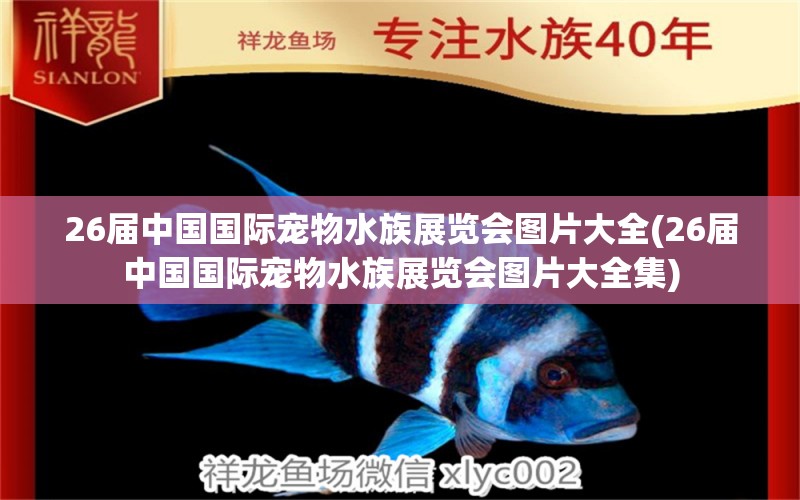 26届中国国际宠物水族展览会图片大全(26届中国国际宠物水族展览会图片大全集) 水族展会 第2张