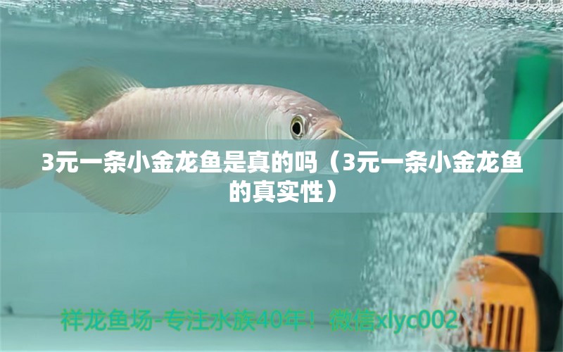 3元一条小金龙鱼是真的吗（3元一条小金龙鱼的真实性） 水族问答 第2张