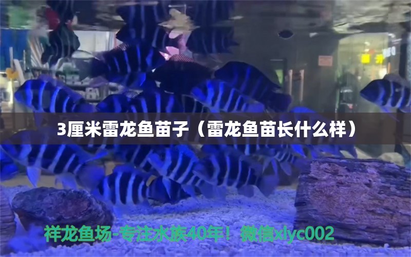 3厘米雷龙鱼苗子（雷龙鱼苗长什么样）