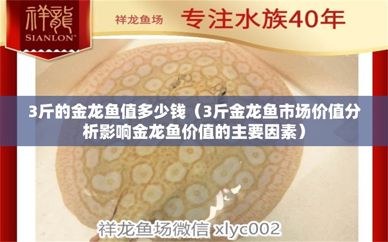 3斤的金龙鱼值多少钱（3斤金龙鱼市场价值分析影响金龙鱼价值的主要因素） 水族问答 第1张