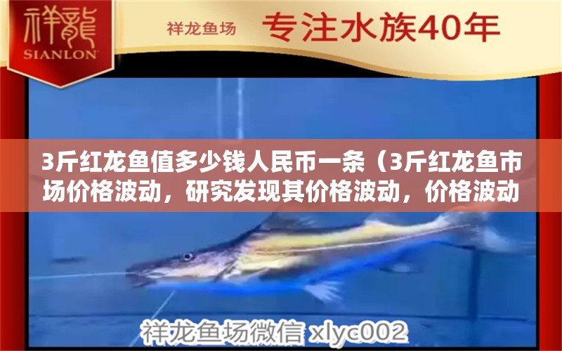 3斤红龙鱼值多少钱人民币一条（3斤红龙鱼市场价格波动，研究发现其价格波动，价格波动） 水族问答 第2张