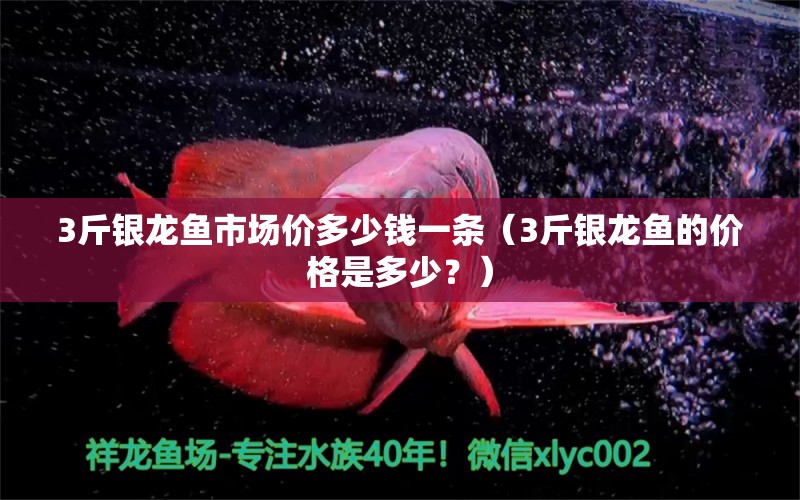 3斤银龙鱼市场价多少钱一条（3斤银龙鱼的价格是多少？） 水族问答 第2张