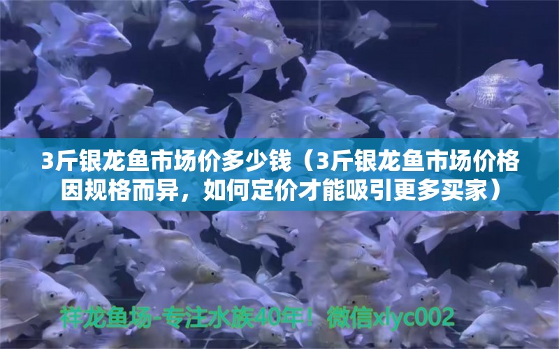 3斤银龙鱼市场价多少钱（3斤银龙鱼市场价格因规格而异，如何定价才能吸引更多买家） 水族问答 第1张