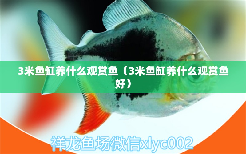 3米鱼缸养什么观赏鱼（3米鱼缸养什么观赏鱼好） 鱼缸百科