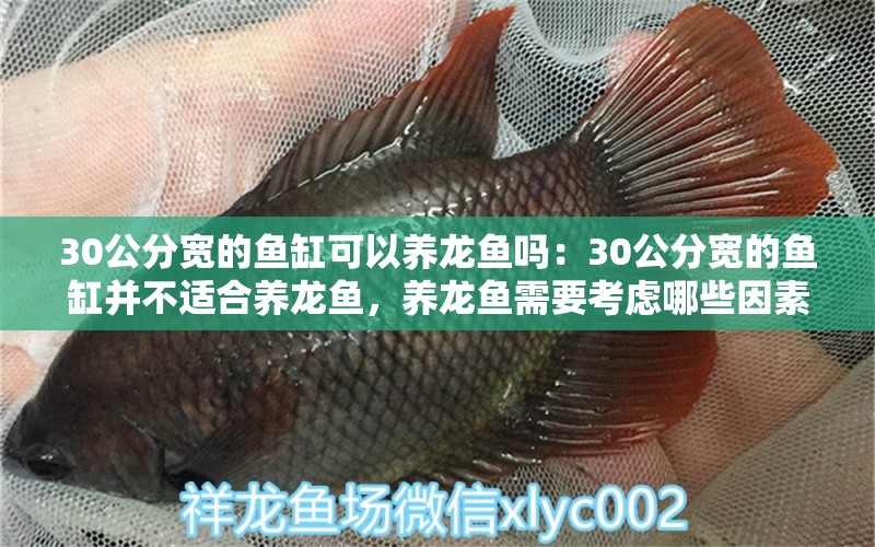 30公分宽的鱼缸可以养龙鱼吗：30公分宽的鱼缸并不适合养龙鱼，养龙鱼需要考虑哪些因素 龙鱼百科 第2张