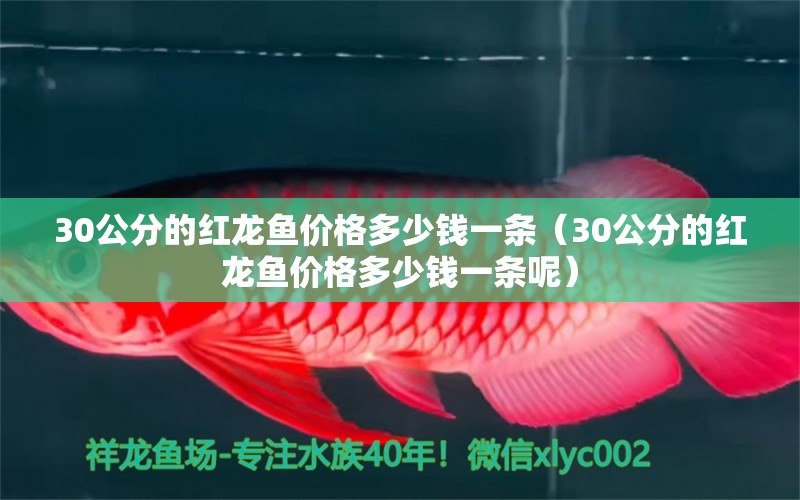 30公分的红龙鱼价格多少钱一条（30公分的红龙鱼价格多少钱一条呢） 龙鱼百科