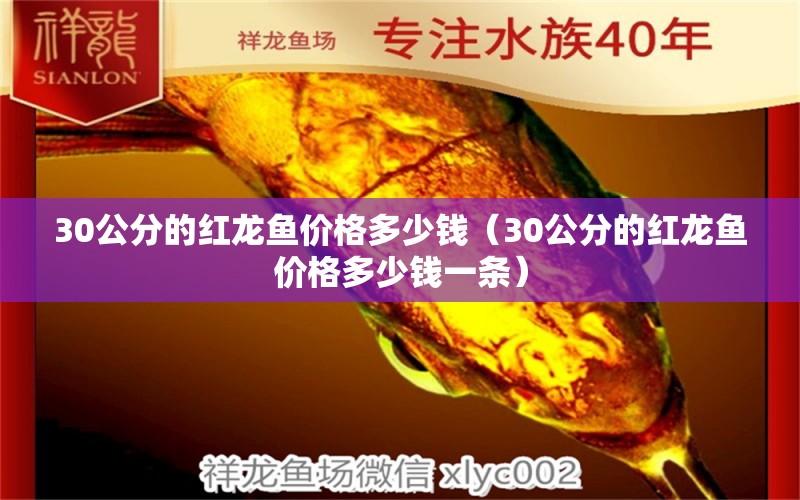 30公分的红龙鱼价格多少钱（30公分的红龙鱼价格多少钱一条） 龙鱼百科