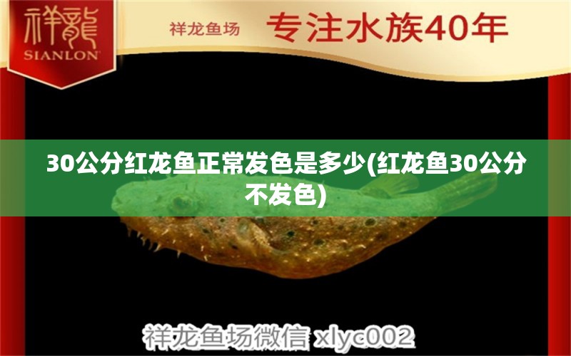 30公分红龙鱼正常发色是多少(红龙鱼30公分不发色)