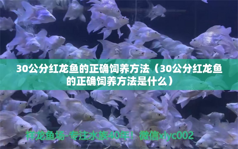 30公分红龙鱼的正确饲养方法（30公分红龙鱼的正确饲养方法是什么）