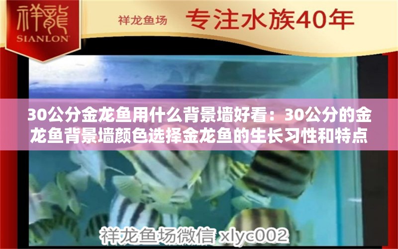 30公分金龙鱼用什么背景墙好看：30公分的金龙鱼背景墙颜色选择金龙鱼的生长习性和特点