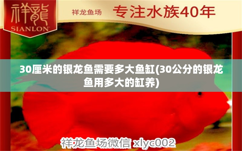 30厘米的银龙鱼需要多大鱼缸(30公分的银龙鱼用多大的缸养)