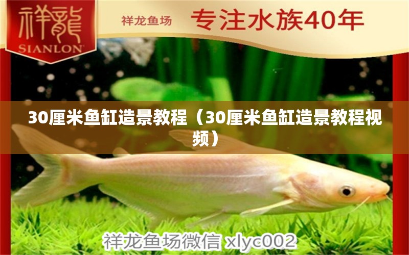 30厘米鱼缸造景教程（30厘米鱼缸造景教程视频） 鱼缸百科