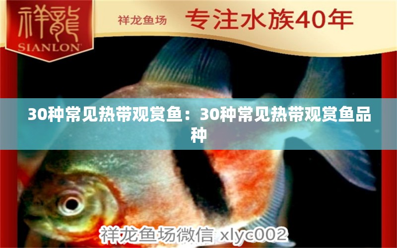 30种常见热带观赏鱼：30种常见热带观赏鱼品种 龙鱼百科 第2张