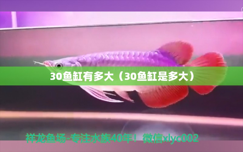 30鱼缸有多大（30鱼缸是多大） 其他品牌鱼缸