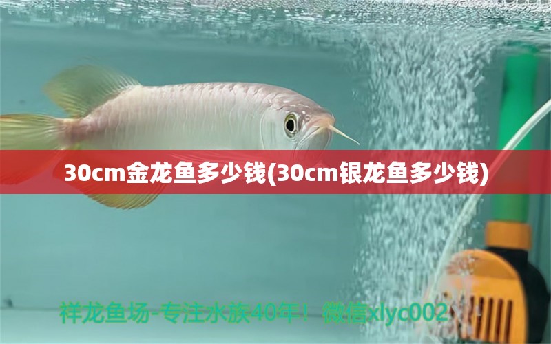 30cm金龙鱼多少钱(30cm银龙鱼多少钱)