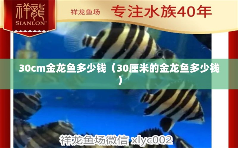 30cm金龙鱼多少钱（30厘米的金龙鱼多少钱）