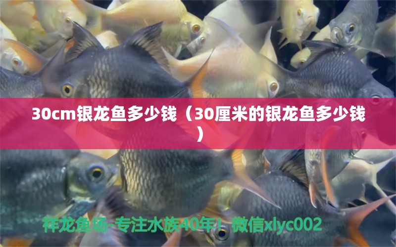 30cm银龙鱼多少钱（30厘米的银龙鱼多少钱）