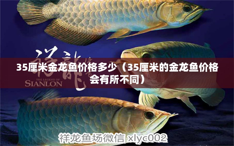 35厘米金龙鱼价格多少（35厘米的金龙鱼价格会有所不同） 水族问答 第2张