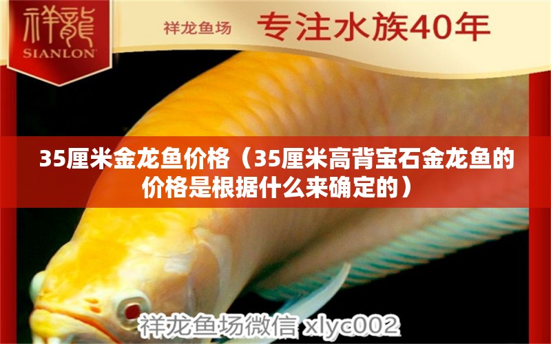 35厘米金龙鱼价格（35厘米高背宝石金龙鱼的价格是根据什么来确定的） 水族问答 第1张