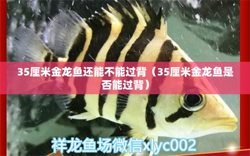 35厘米金龙鱼还能不能过背（35厘米金龙鱼是否能过背） 水族问答 第1张