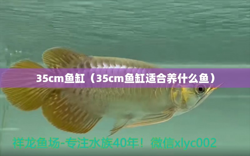 35cm鱼缸（35cm鱼缸适合养什么鱼）