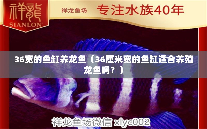 36宽的鱼缸养龙鱼（36厘米宽的鱼缸适合养殖龙鱼吗？） 水族问答 第1张