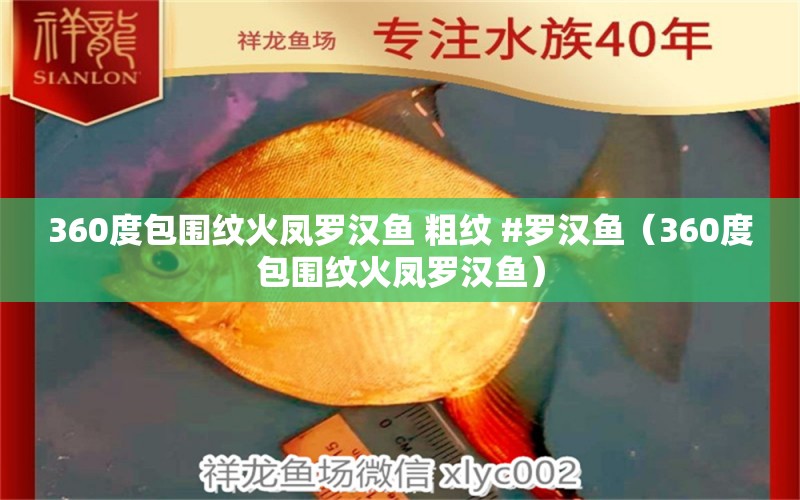 360度包围纹火凤罗汉鱼 粗纹 #罗汉鱼（360度包围纹火凤罗汉鱼） 观赏鱼论坛 第2张