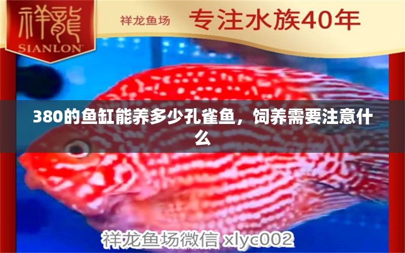 380的鱼缸能养多少孔雀鱼，饲养需要注意什么 水族世界