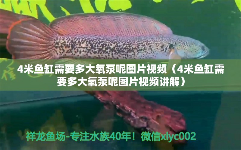 4米鱼缸需要多大氧泵呢图片视频（4米鱼缸需要多大氧泵呢图片视频讲解） 鱼缸百科