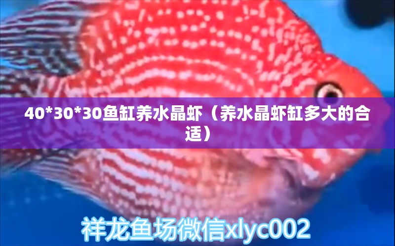 40*30*30鱼缸养水晶虾（养水晶虾缸多大的合适） 鱼缸百科