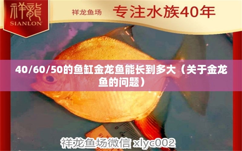 40/60/50的鱼缸金龙鱼能长到多大（关于金龙鱼的问题） 水族问答 第2张