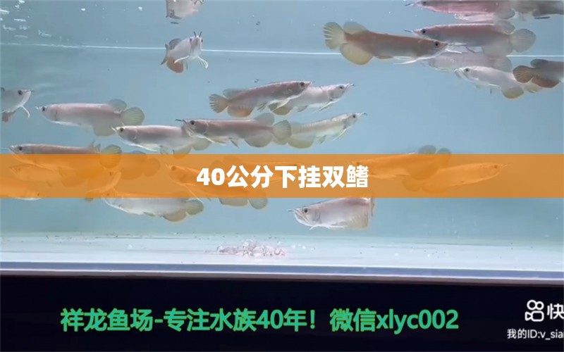 40公分下挂双鳍 玫瑰银版鱼 第2张