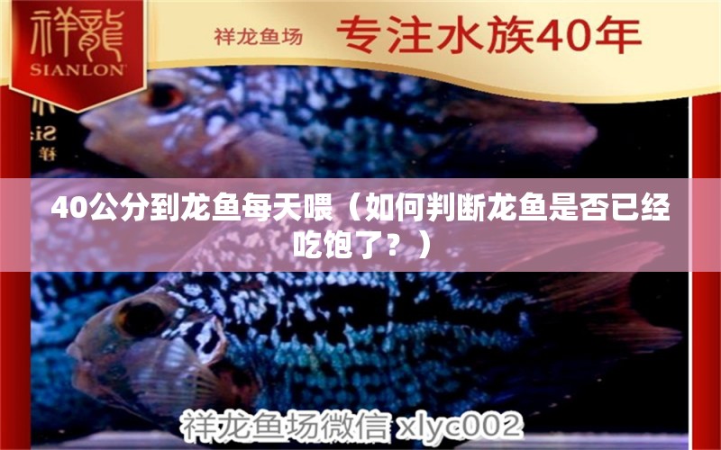 40公分到龙鱼每天喂（如何判断龙鱼是否已经吃饱了？） 水族问答 第1张