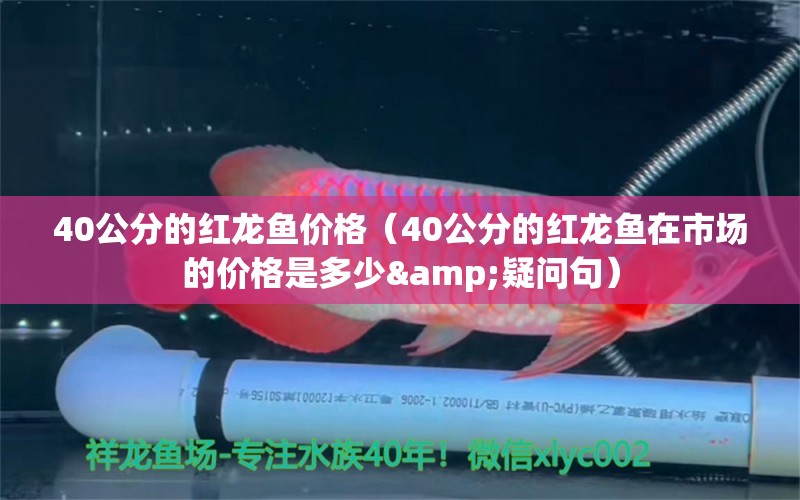 40公分的红龙鱼价格（40公分的红龙鱼在市场的价格是多少&疑问句） 水族问答 第2张