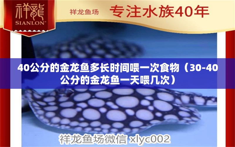 40公分的金龙鱼多长时间喂一次食物（30-40公分的金龙鱼一天喂几次）