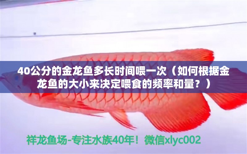 40公分的金龙鱼多长时间喂一次（如何根据金龙鱼的大小来决定喂食的频率和量？）