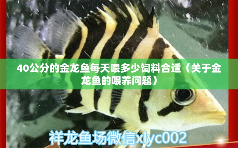 40公分的金龙鱼每天喂多少饲料合适（关于金龙鱼的喂养问题） 水族问答 第2张