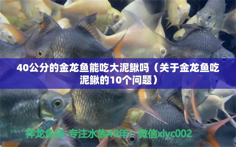 40公分的金龙鱼能吃大泥鳅吗（关于金龙鱼吃泥鳅的10个问题） 水族问答 第1张