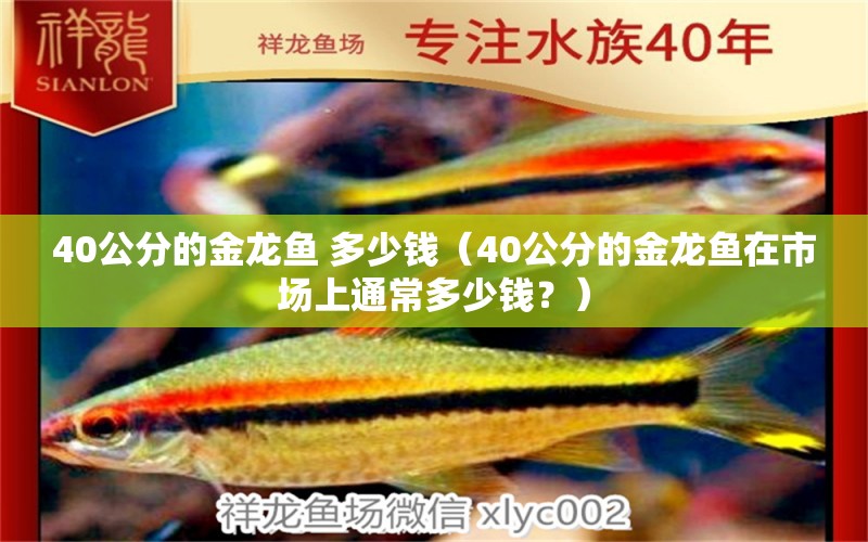 40公分的金龙鱼 多少钱（40公分的金龙鱼在市场上通常多少钱？） 水族问答 第2张