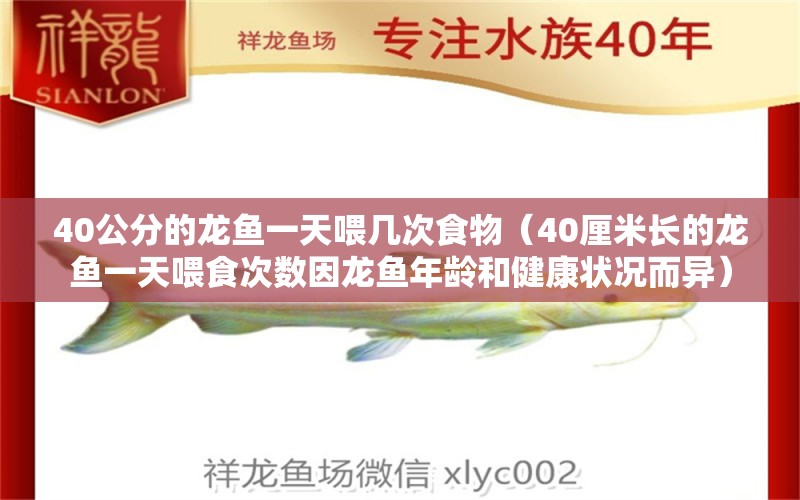 40公分的龙鱼一天喂几次食物（40厘米长的龙鱼一天喂食次数因龙鱼年龄和健康状况而异） 水族问答 第2张