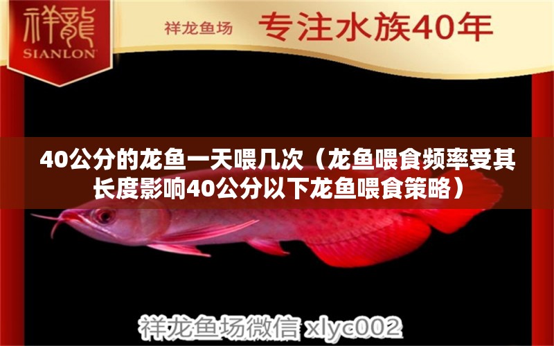 40公分的龙鱼一天喂几次（龙鱼喂食频率受其长度影响40公分以下龙鱼喂食策略） 水族问答 第1张