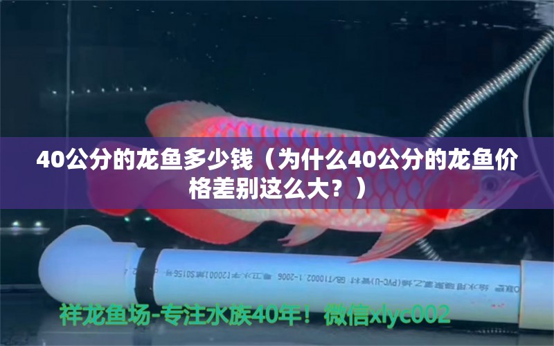 40公分的龙鱼多少钱（为什么40公分的龙鱼价格差别这么大？） 水族问答 第1张