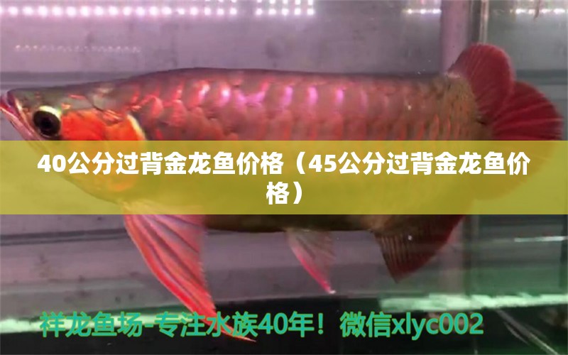 40公分过背金龙鱼价格（45公分过背金龙鱼价格）