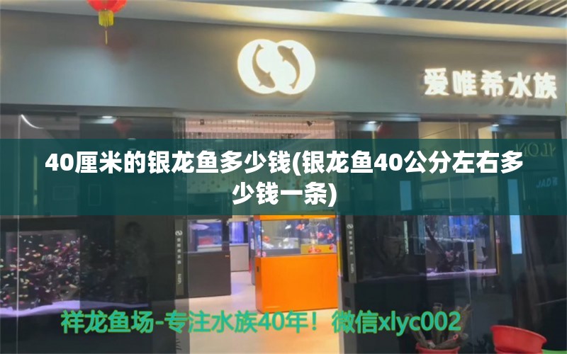 40厘米的银龙鱼多少钱(银龙鱼40公分左右多少钱一条) 银龙鱼